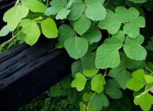 Invasive plants growing on a log